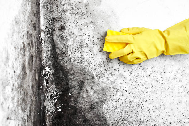 Best Mold Damage Repair  in Wescosville, PA