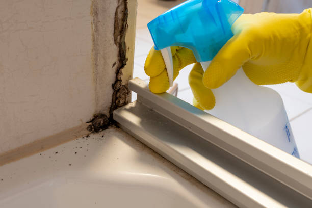 Home Mold Removal in Wescosville, PA