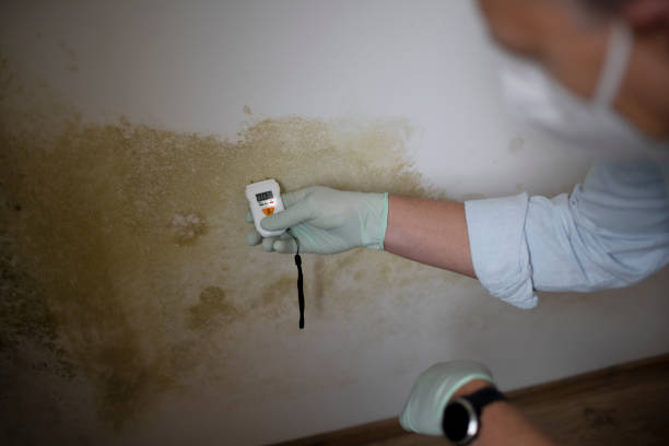 Best Toxic Mold Removal  in Wescosville, PA