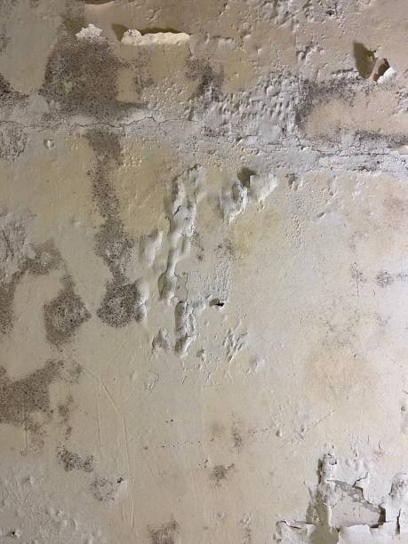 Best Attic Mold Removal  in Wescosville, PA