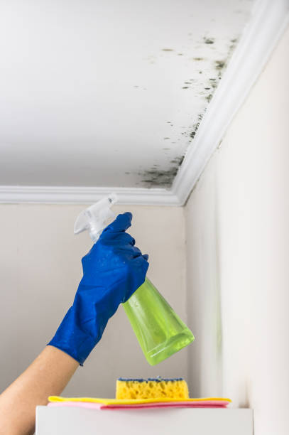 Best Local Mold Removal Service  in Wescosville, PA